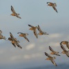 Jespak rezavy - Calidris canutus - Red Knot 2361